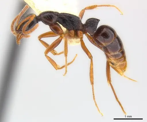 Leptogenys pubiceps specimen CASENT0217025 image casent0217025_3