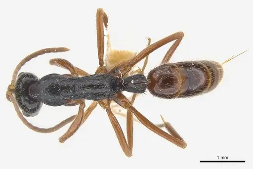 Leptogenys pubiceps specimen CASENT0217027 image casent0217027_1