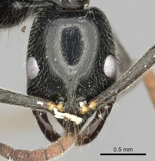 Leptogenys variabilis specimen CASENT0486515 image casent0486515_2