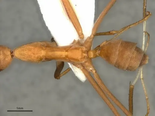 Leptomyrmex puberulus specimen CASENT0841227 image casent0841227_2