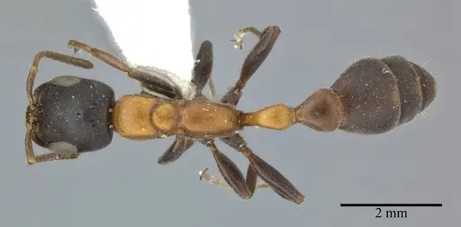 Linepithema humile specimen CASENT0246288 image casent0246288_1