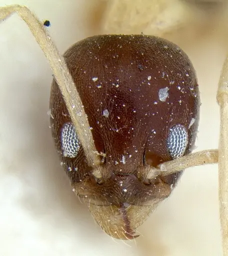 Linepithema leucomelas specimen CASENT0012703 image casent0012703_2