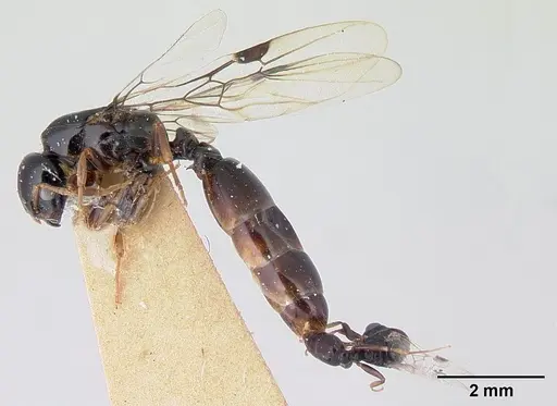 Liomyrmex gestroi specimen CASENT0178546 image casent0178546_4