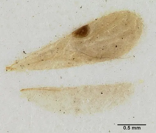 Lioponera versicolor specimen CASTYPE06946 image castype06946_1