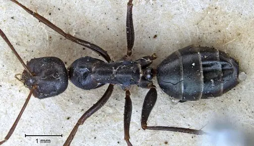 Melophorus aeneovirens specimen ANTWEB1038563 image antweb1038563_2