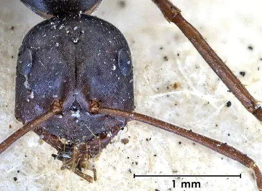 Melophorus aeneovirens specimen ANTWEB1038582 image antweb1038582_2