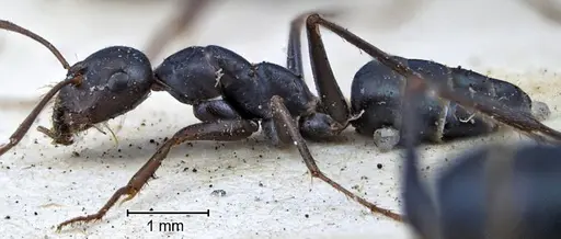Melophorus aeneovirens specimen ANTWEB1038582 image antweb1038582_3