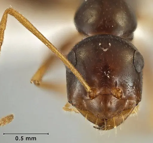 Melophorus fulgidus specimen ANIC32-066609-1 image anic32-066609-1_2