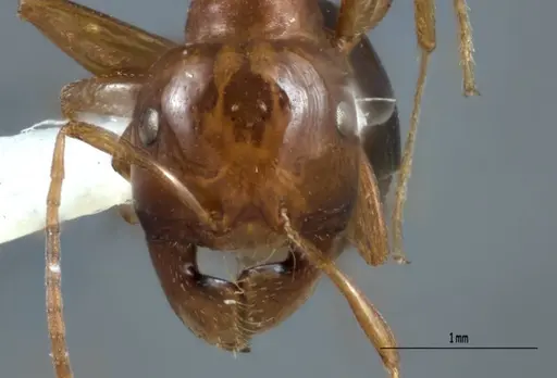 Melophorus potteri specimen JDM32-001576 image jdm32-001576_2