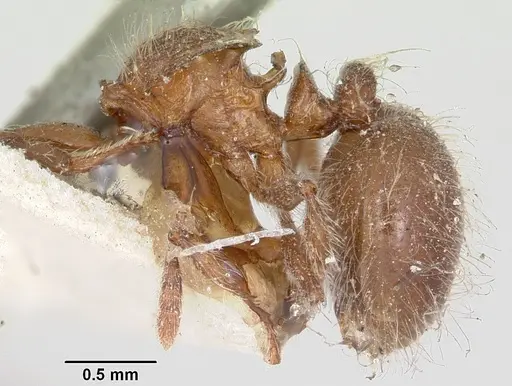 Meranoplus radamae specimen CASENT0101634 image casent0101634_2