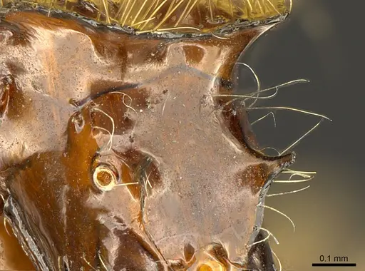 Meranoplus sylvarius specimen CASENT0317539 image casent0317539_4