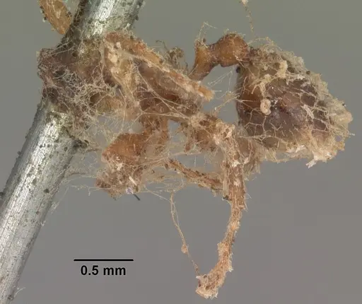 Messor barbarus specimen CASENT0102531 image casent0102531_2