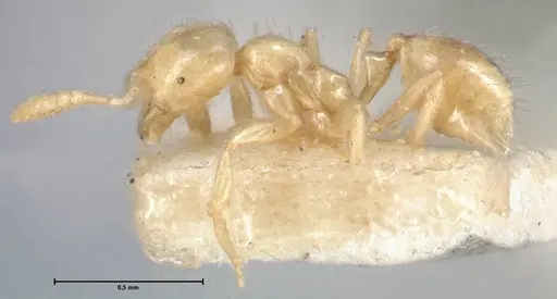 Monomorium butteli specimen FOCOL1699 image focol1699_3