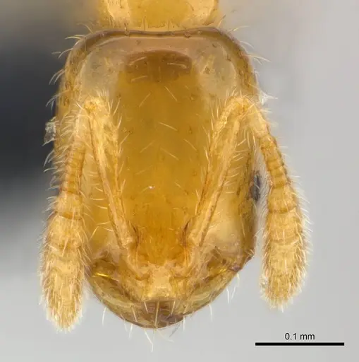 Monomorium exiguum specimen CASENT0148842 image casent0148842_2