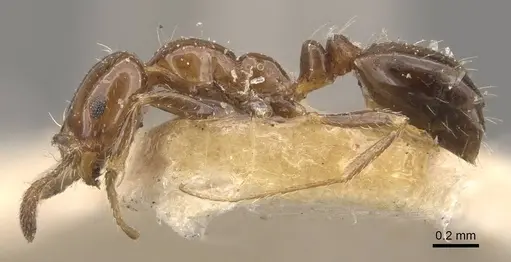 Monomorium fieldi specimen CASENT0908769 image casent0908769_3