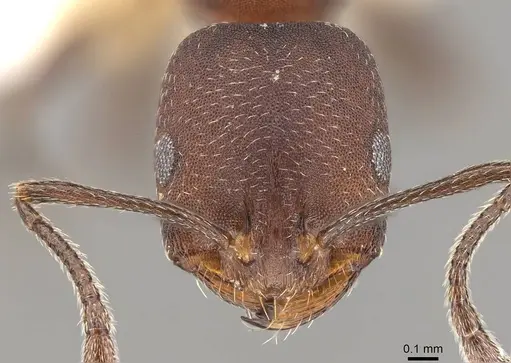 Monomorium opacum specimen CASENT0914161 image casent0914161_2