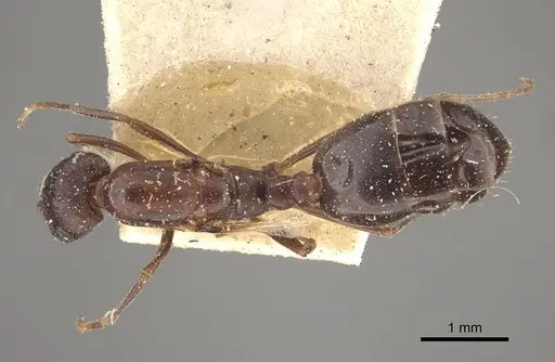 Monomorium salomonis specimen CASENT0917002 image casent0917002_1