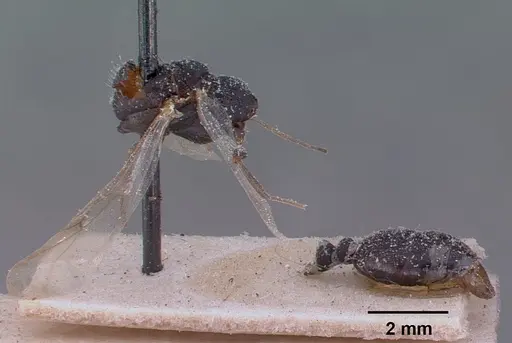 Monomorium subopacum specimen CASENT0010821 image casent0010821_2
