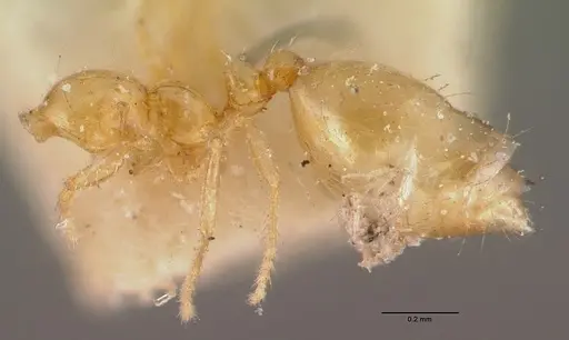 Monomorium termitobium specimen CASENT0010765 image casent0010765_2