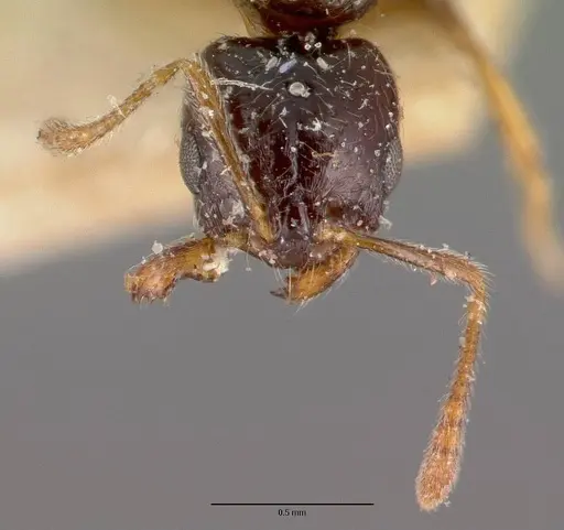 Monomorium termitobium specimen CASENT0101741 image casent0101741_3