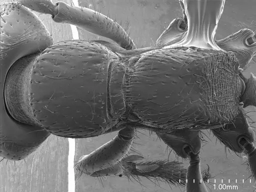 Myopopone castanea specimen ANTWEB1008551 image antweb1008551_1