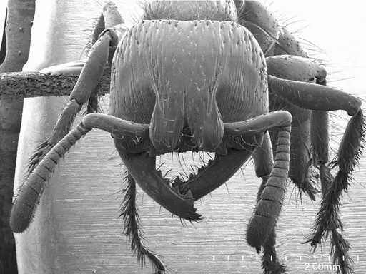 Myopopone castanea specimen ANTWEB1008551 image antweb1008551_2