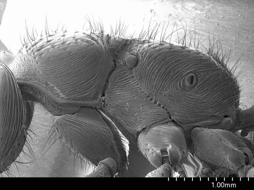 Myopopone castanea specimen ANTWEB1008551 image antweb1008551_3