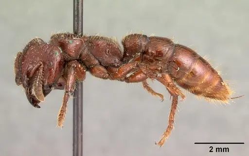 Myopopone castanea specimen CASENT0102121 image casent0102121_3