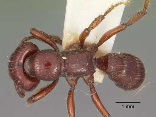 Myopopone castanea specimen CASENT0102180 image casent0102180_1