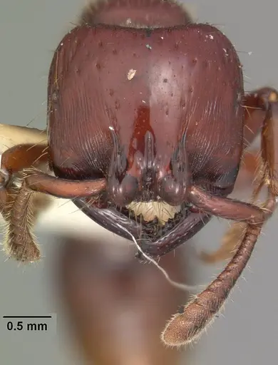 Myopopone castanea specimen CASENT0102180 image casent0102180_2