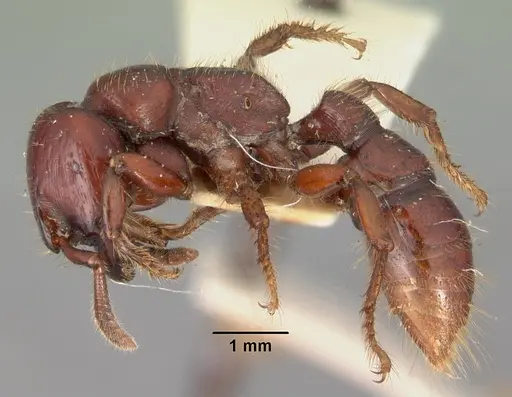 Myopopone castanea specimen CASENT0102180 image casent0102180_3