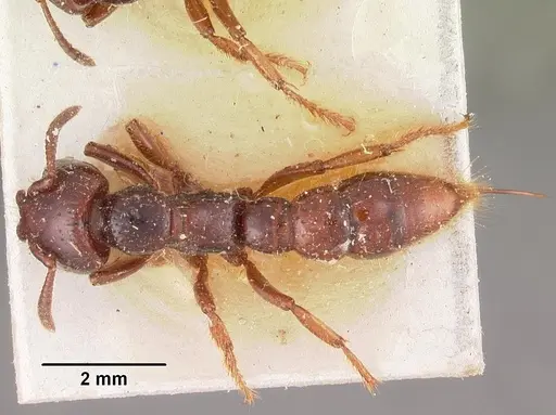 Myopopone castanea specimen CASENT0102523 image casent0102523_1