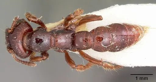Myopopone castanea specimen CASENT0104580 image casent0104580_1