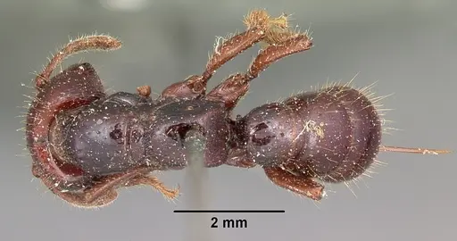 Myopopone castanea specimen CASENT0104581 image casent0104581_1