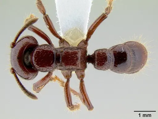 Myopopone castanea specimen CASENT0106147 image casent0106147_1