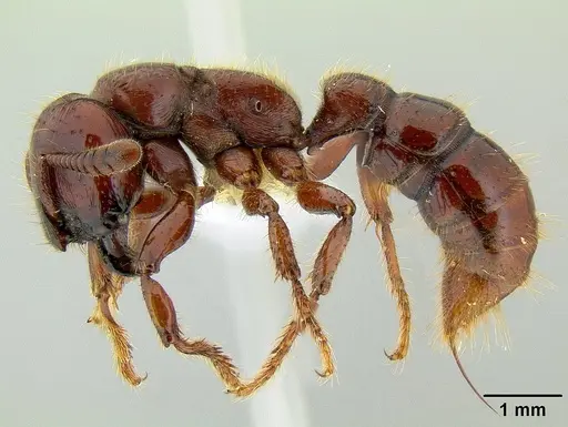 Myopopone castanea specimen CASENT0106147 image casent0106147_3