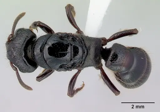 Myopopone castanea specimen CASENT0172069 image casent0172069_1