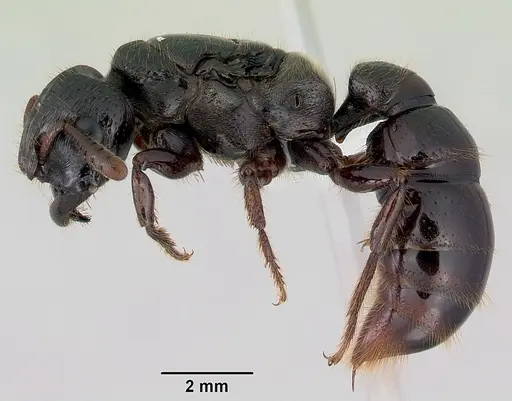 Myopopone castanea specimen CASENT0172069 image casent0172069_3