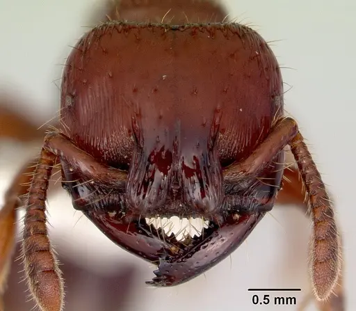 Myopopone castanea specimen CASENT0172084 image casent0172084_2