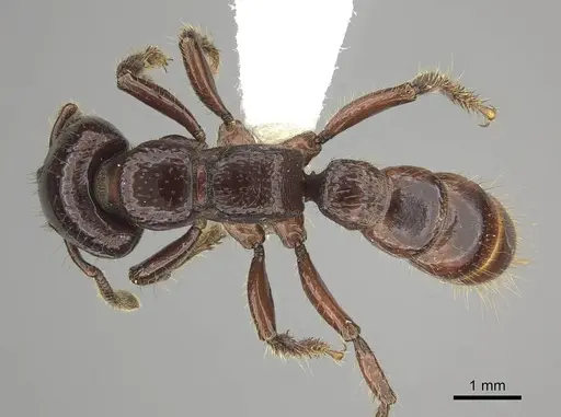 Myopopone castanea specimen CASENT0260455 image casent0260455_1