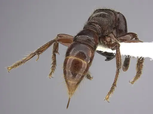 Myopopone castanea specimen CASENT0260455 image casent0260455_2
