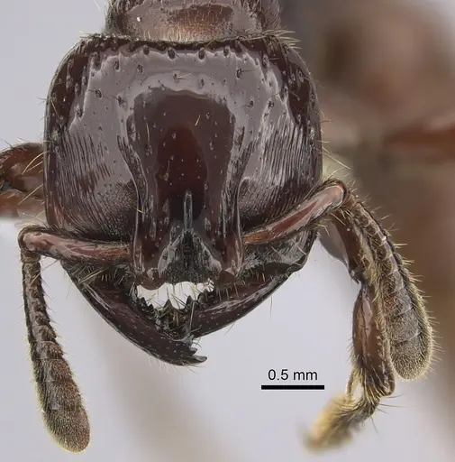 Myopopone castanea specimen CASENT0260455 image casent0260455_3