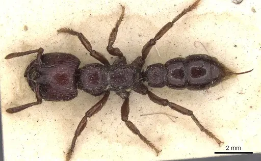 Myopopone castanea specimen CASENT0901371 image casent0901371_1