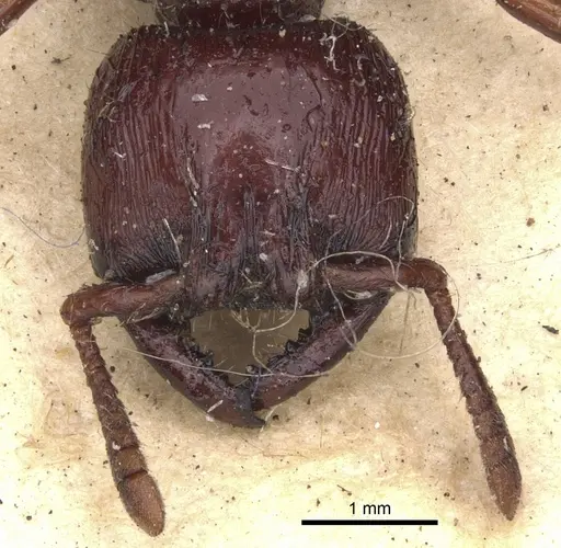 Myopopone castanea specimen CASENT0901371 image casent0901371_2
