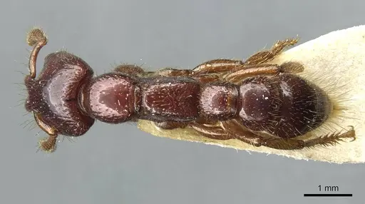Myopopone castanea specimen CASENT0913589 image casent0913589_1