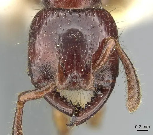 Myopopone castanea specimen CASENT0913589 image casent0913589_2