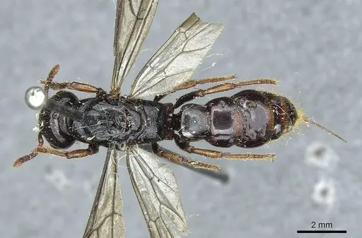 Myopopone castanea specimen CASENT0913591 image casent0913591_1