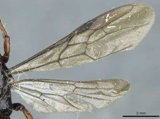 Myopopone castanea specimen CASENT0913591 image casent0913591_4
