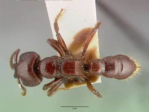 Myopopone castanea specimen CASTYPE06936 image castype06936_1