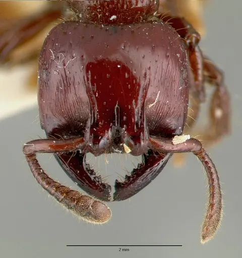 Myopopone castanea specimen CASTYPE06936 image castype06936_2